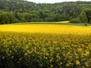 Canola flower fields