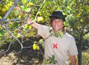 Picking Apples in Julian