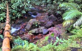 Rainforest floor