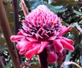 Beautiful Hawaiian Flower