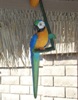 Macaw