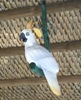 Cacatoo
